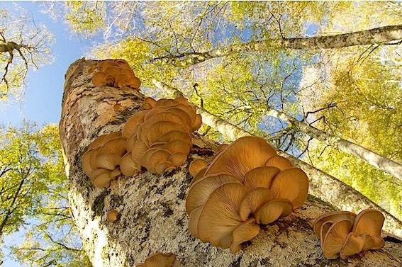 BIOSPHÈRE - La forêt d’Irati classée comme réserve par l’Unesco